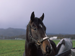 2006111226.jpg
